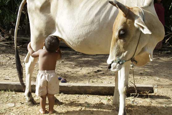 Cambodian Boy suckles from cow after parents leave