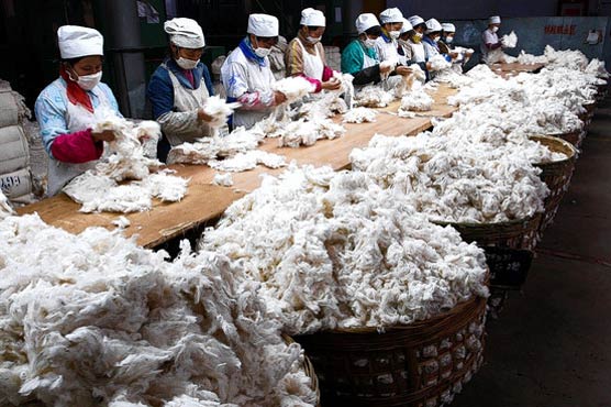 Cotton price up by 25pc due to rains