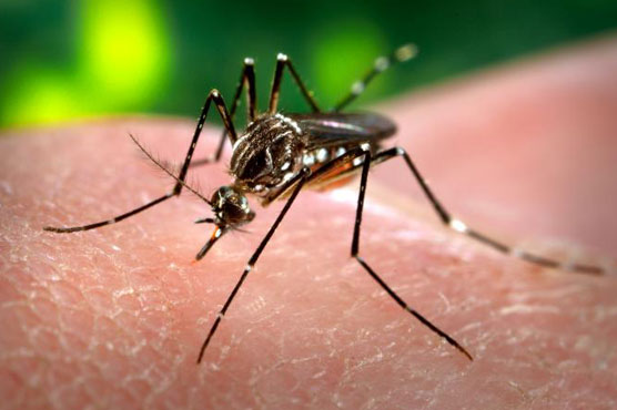 Karachi: 6 dengue cases confirmed 