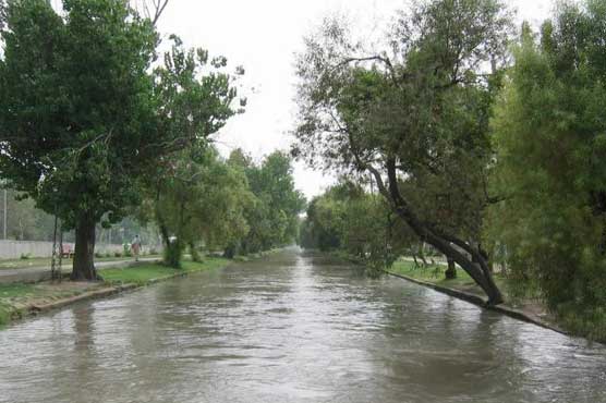 Four trees should supplant one on Canal Road: SC 