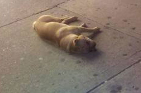 Bodybuilder throws dog out window