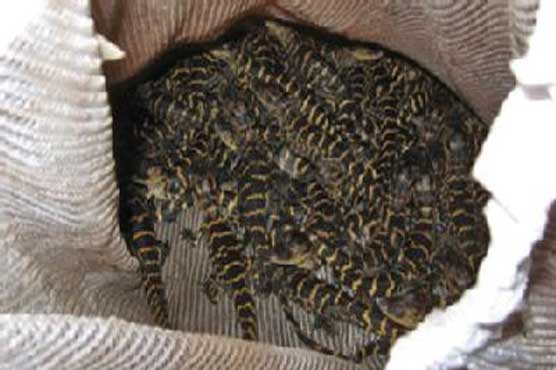 Two men caught with 260 baby alligators