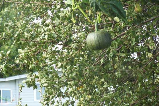 Pumpkin found hanging in pear tree in Iowa