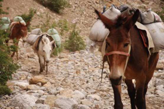 Cambodia's first mobile pony clinic treats ponies, educates owners