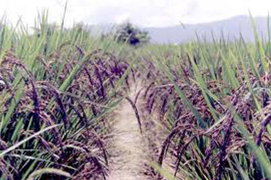 Black rice bran reduces inflammation