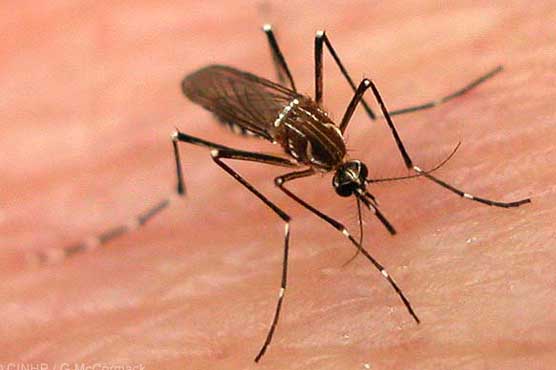 10 including PPSC member die of dengue