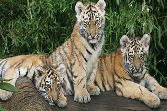 China: 53 Siberian tigers move to new home in Shenyang