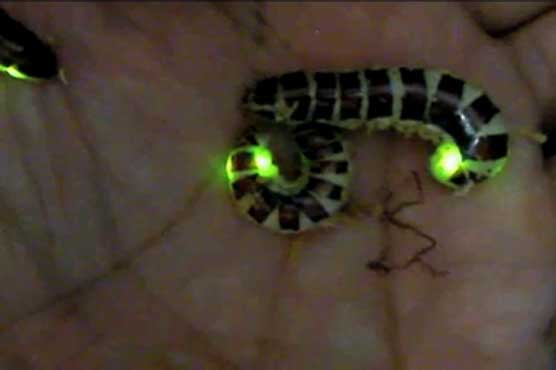 Thailand: Experts discover new nightingales