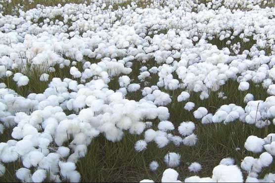 Floods: Pak textile export hit by cotton crop failure 