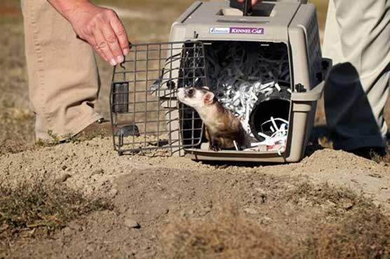 Biologists celebrate comeback of endangered ferret