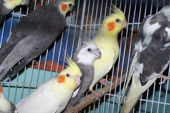 Squawks lead police to stolen birds