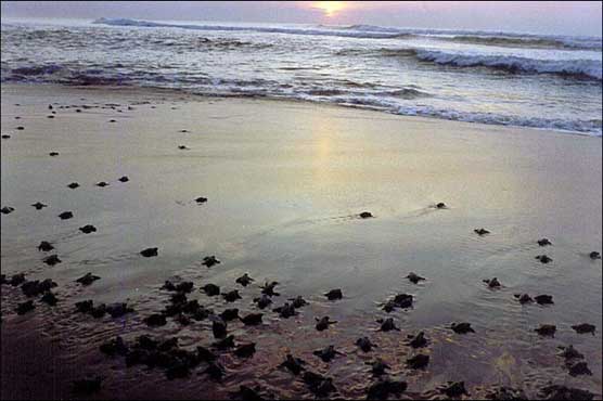 Mexico releases thousands of baby turtles into the sea