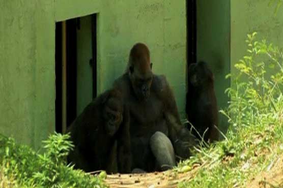 Lonely gorilla gets double shot at love