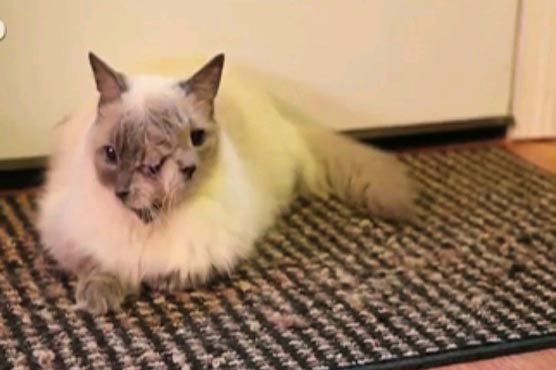 Two-faced cat still feline fine