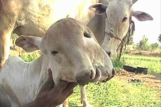Unusual calf born with two mouths
