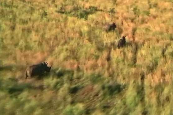 159 rhinos poached in South Africa this year: minister