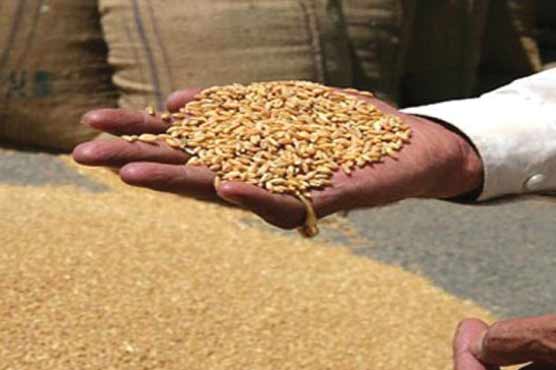Wheat procurement in Punjab to start from April 20