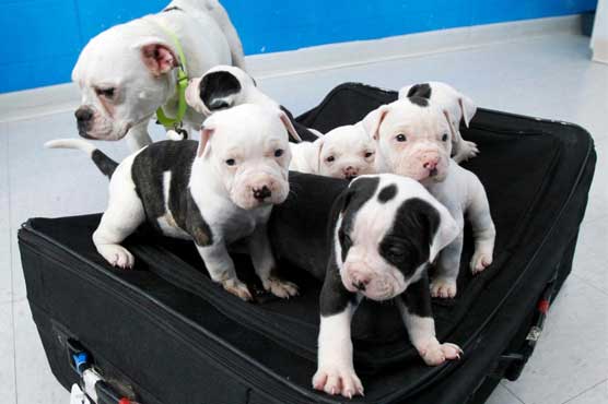 Ohio man charged after six puppies found in suitcase