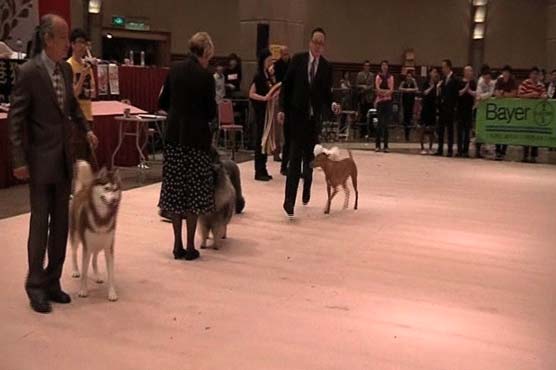Top Dog show held in Hong Kong