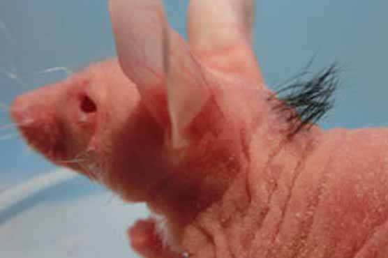 Scientists bioengineer hair follicles