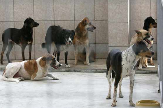 Stray dogs mauled US university professor to death, 