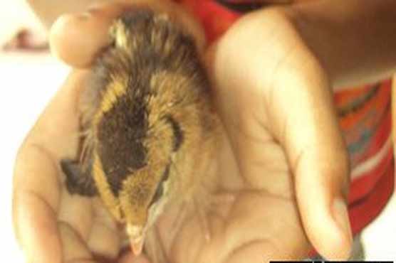 A hen produced a live chick 