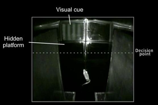 Blindness cure step closer 