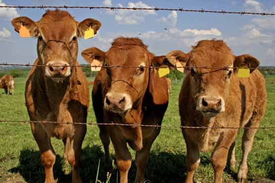 New case of mad cow disease in California