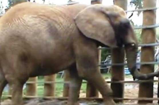 Elephant kills zookeeper in New Zealand
