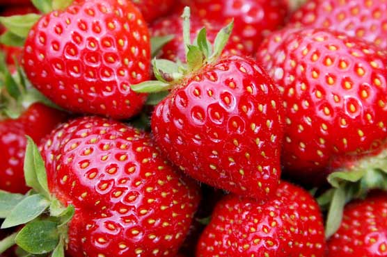 Berries may delay memory decline