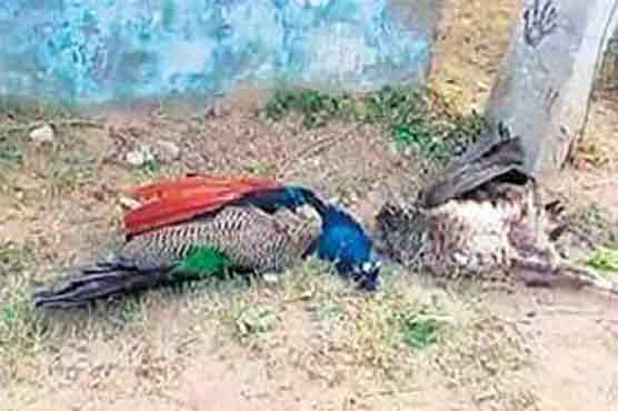 Three more peacocks in Badin 