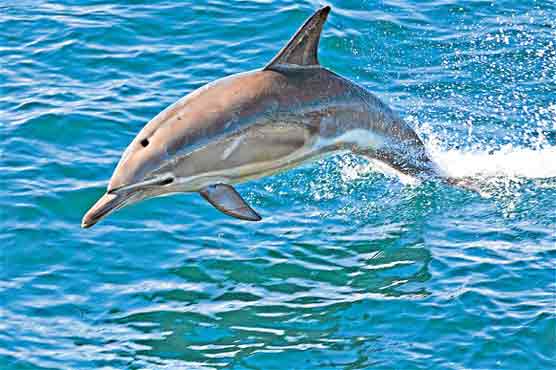Dolphins form elite societies and cliques: scientists 