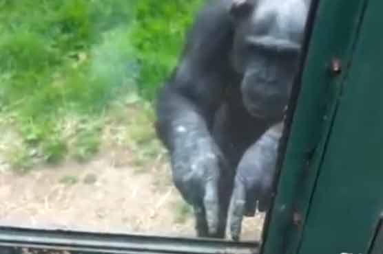 Chimp seeks zoo visitor's help to escape enclosure