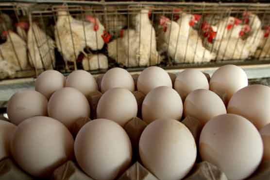 Dioxin found in eggs on another German farm