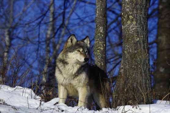 Sheep to alert shepherds by SMS on wolf attack 