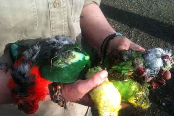 Birds' heads torn off in Australia zoo rampage 