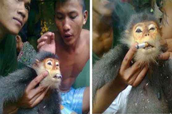 Vietnam soldiers dismissed over tortured monkeys
