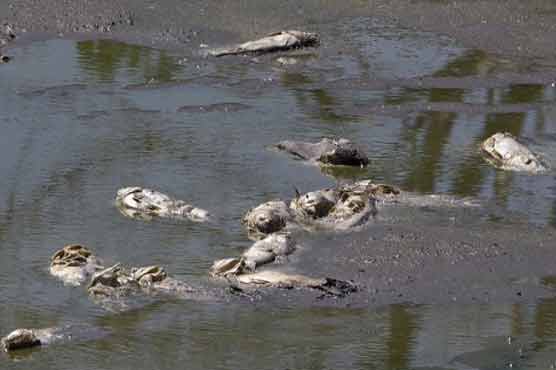 Recent heat wave is result of global warming 