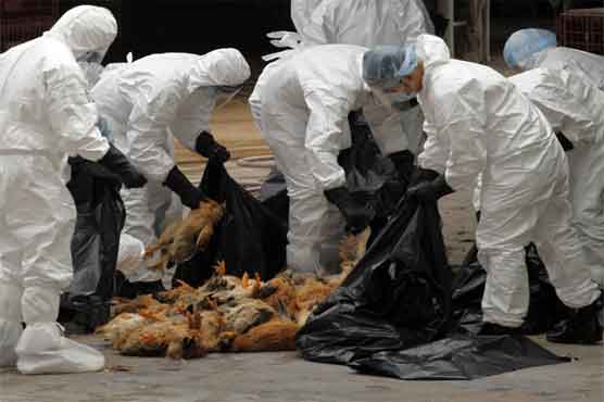 SKorea heat wave kills 830,000 poultry