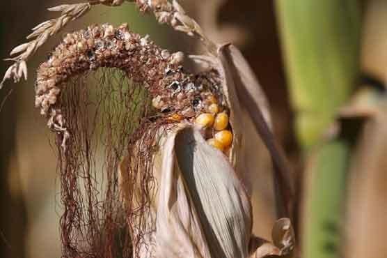 US drought takes toll on corn, soybean 