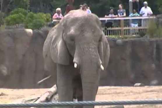 World's first elephant gets test tube pregnancy  