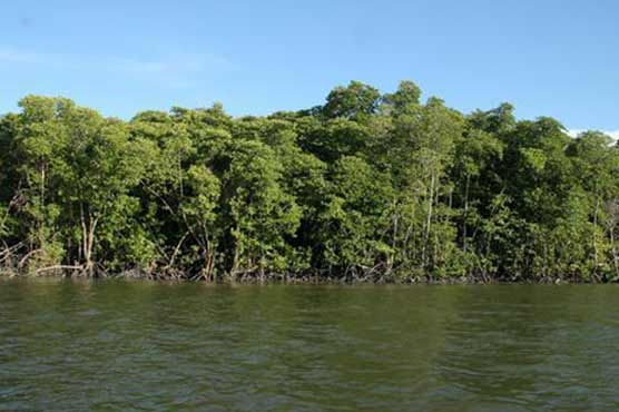 Riverine, mangroves forests diminishing