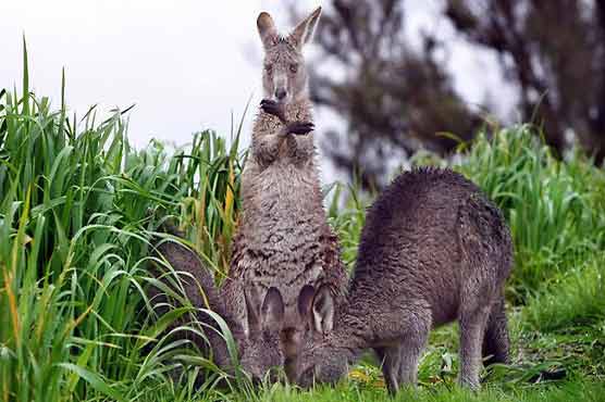 Kangaroo flees from park along with a fox and boar 