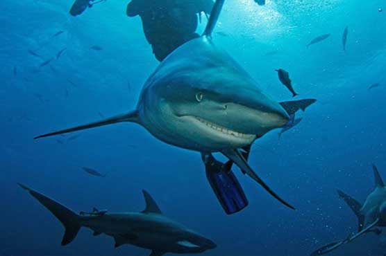 Shark smiles for the camera    