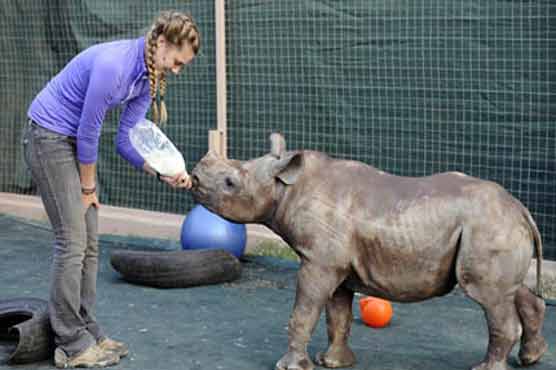 World's first rhino orphanage opens its doors