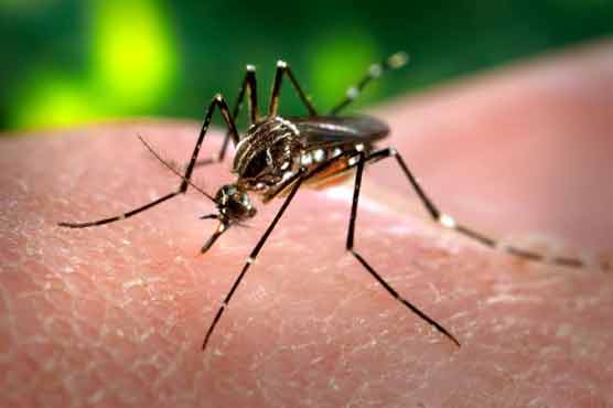  Lahore: Two more dengue cases confirmed