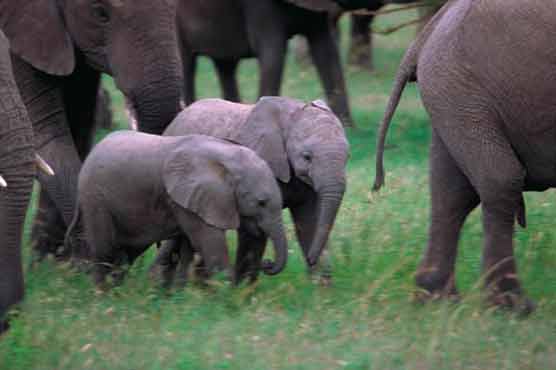 South Africa goes big on birth control for elephants