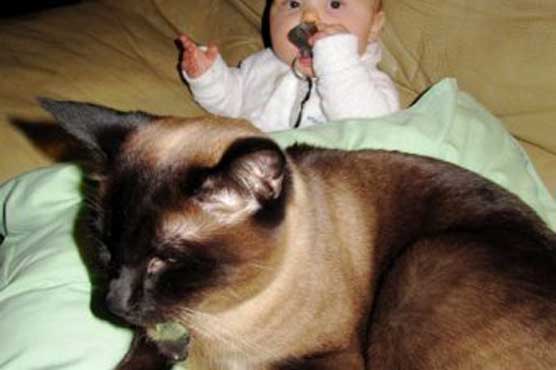 Cat clue helps return lost camera to owner