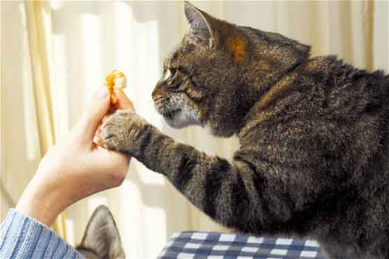 Cats that could be suffering from psychological condition