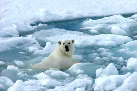 Arctic sea ice likely to hit record low next week